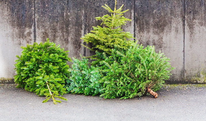 Ramassage des sapins - Ville de Colombes