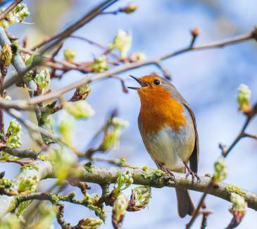 recenser les oiseaux de nos jardins