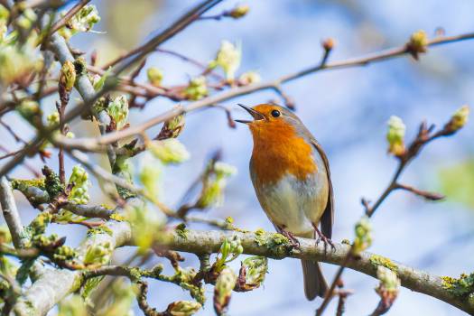 recenser les oiseaux de nos jardins