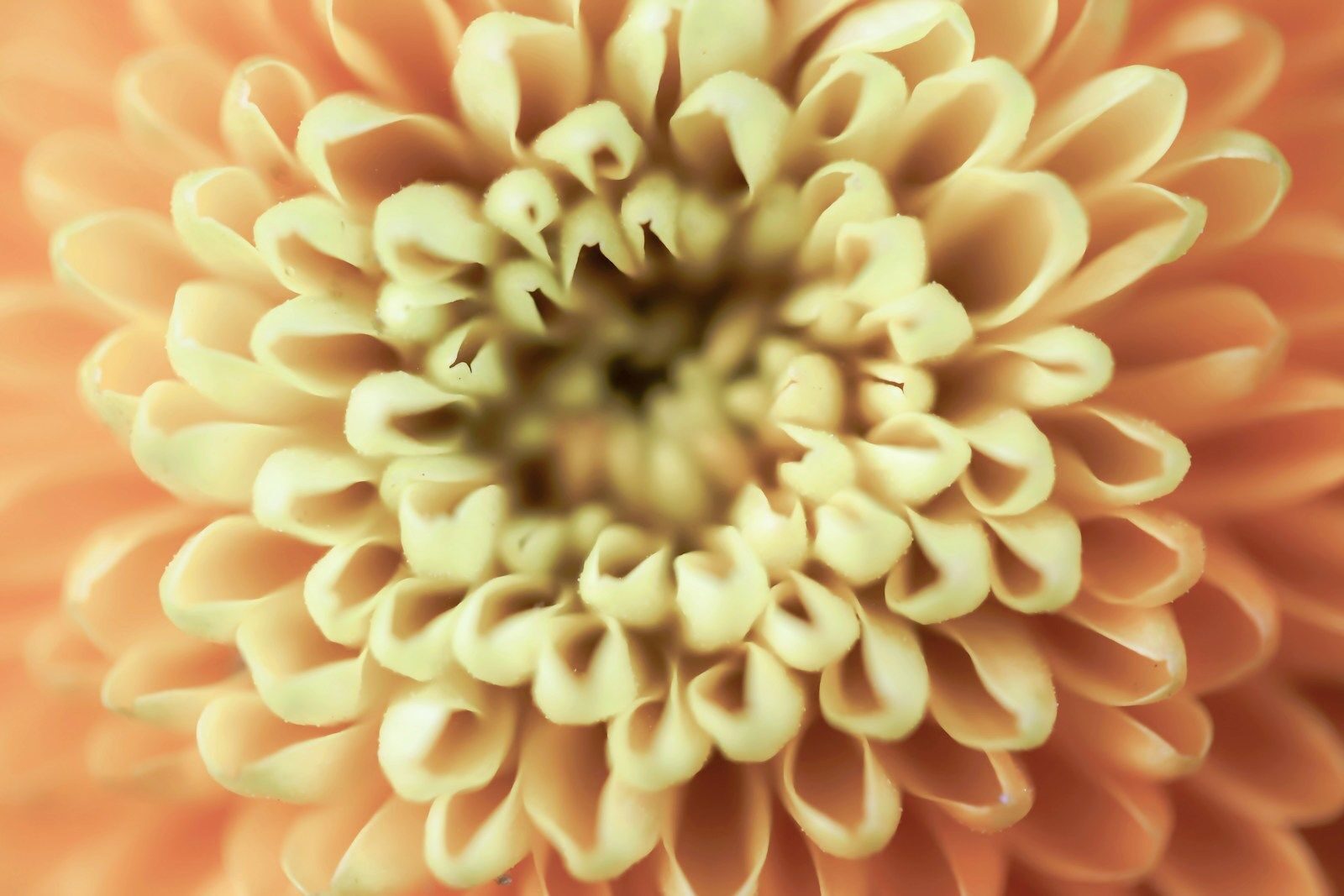 orange and yellow flower in macro photography